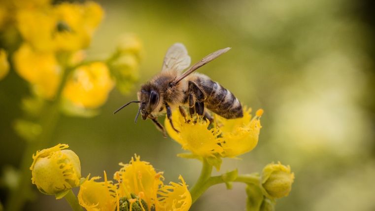 Gardening with Pollinators Workshop