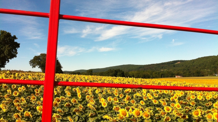 Donaldson Farms- Farm Market offering hours for Seniors and People at Risk