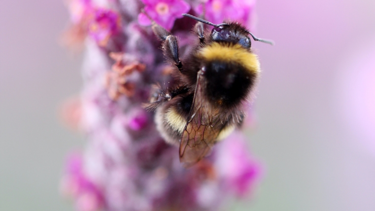 Environmental Commission Meeting- May 14, 2020