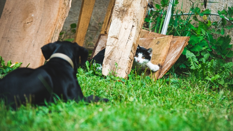 Warren County Rabies Clinics